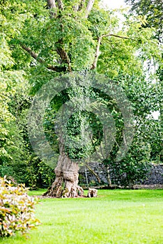 COUNTY OFFALY, IRELAND - AUGUST 23, 2017: Birr Castle Gardens in County Offaly, Ireland
