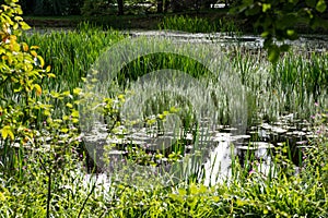 COUNTY OFFALY, IRELAND - AUGUST 23, 2017: Birr Castle Gardens in County Offaly, Ireland