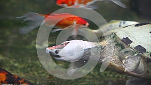 A couPAINTED BATAGUR TERRAPIN : Callagur borneoensisple of peacock monitor or varanus auffenbergi in gembiraloka zoo