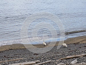 Coupe of swam and little chick walking on sea shore with pebbles, iceland hornstrandir photo
