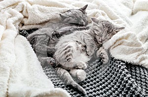 Couple of 2 kittens are sleeping embracing on gray bed covered white blanket. Hugs love 2 cats. Family of purebred cats. Domestic
