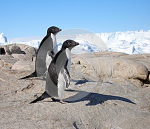 A couple of Adelie Penguins