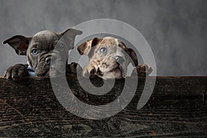 Couple of adorable american bully puppies wearing bowties