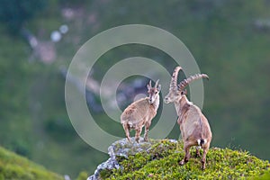 Couple adult alpine capra ibex capricorn standing on rock with v