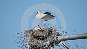 Couple of adult storks in nest