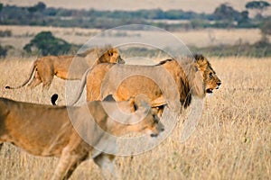 A couple of Africa lions