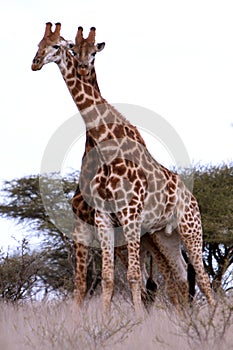 Couple of African Giraffes photo