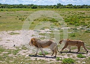 A couple of African Lions in the savannah grass of the Etosha National park in northern Namibia