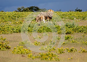 A couple of African Lions in the savannah grass of the Etosha National park in northern Namibia