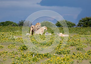 A couple of African Lions in the savannah grass of the Etosha National park in northern Namibia