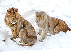 Couple of African Lions on snow.