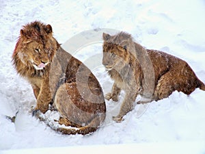 Couple of African Lions on snow.