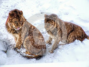 Couple of African Lions on snow.