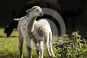 A couple of alpaca babies playing on the farm