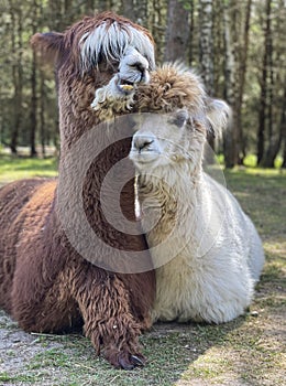 Couple of alpacas in love. Abstract farm animals emotion and affection