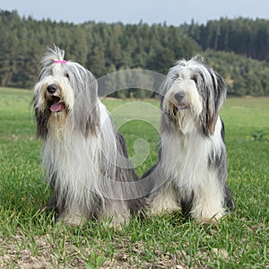 Couple of amazing bearded collies