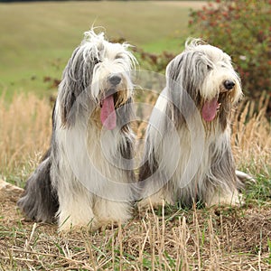 Couple of amazing bearded collies