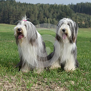 Couple of amazing bearded collies photo