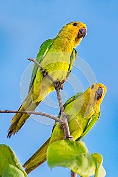 Couple of Amazon parrots sit on branch