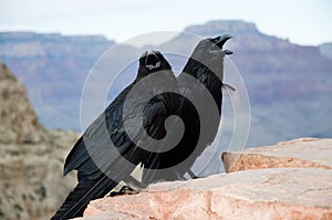 Couple of American Crows in Grand Canyon