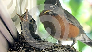 A couple of American Robin birds a few weeks old on a nest and the mom looking after them