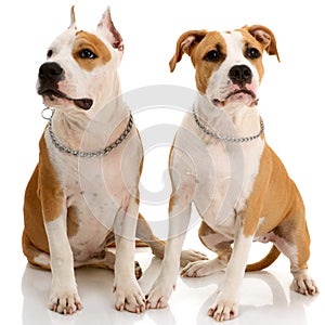 Couple of American Staffordshire terriers