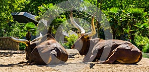 Couple of ankole watusi laying on the ground, popular cattle breed with huge horns