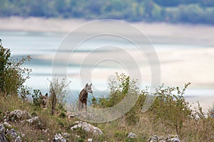 Couple of Apennine wolfs photo