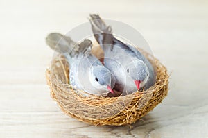 Couple artificial birds with nest on wooden background