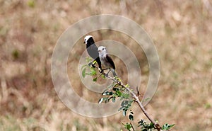 Couple of arundinicola leucocephala on green branch