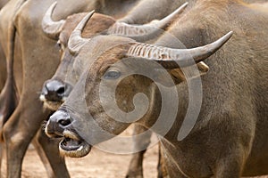 A couple of Asian buffalos