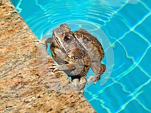 Couple of Asian common toads, bufo melanostictus