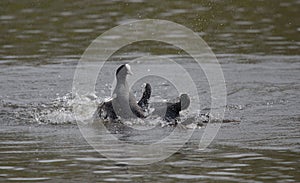 Couple of Australian coots having fun in the water