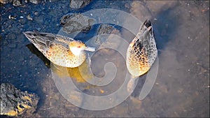 The couple of australian wood duck dipping head for hunting in a shallow river water in Australia.