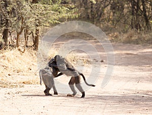A couple of baboons in the street