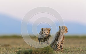 Couple of baby cheetahs sitting and resting in the wilderness