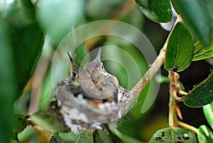 A couple of baby hummingbirds in a nest in a small tree.