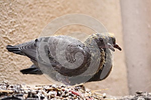 A couple of baby pigeons on a roof of our building. Newly born birds develoved their feathers in a week span