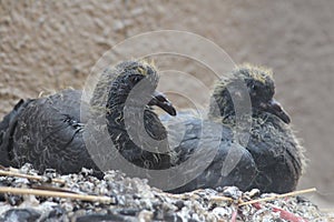 A couple of baby pigeons on a roof of our building. Newly born birds develoved their feathers in a week span