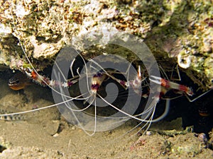 Couple of Banded boxer shrimp photo