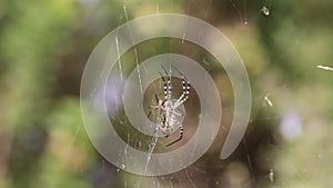 Couple of Banded garden spiders (Argiope trifasciata). Male and female