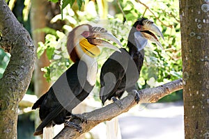 Couple of Bar-pouched Wreathed Hornbills in nature