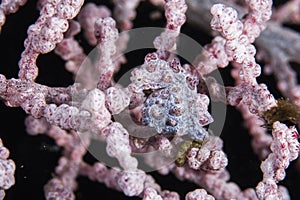 Couple bargibanti pygmy seahorses