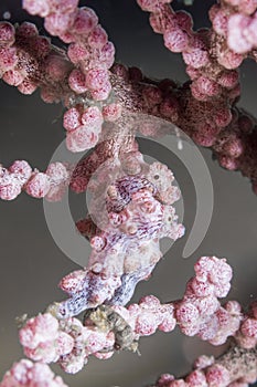 Couple bargibanti pygmy seahorses