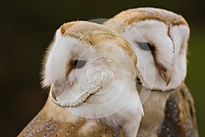 Couple of Barn Owls or Common Barn Owls
