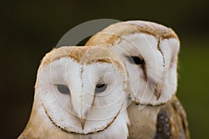 couple of Barn Owls or Common Barn Owls