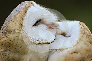 Couple of Barn Owls grooming each other