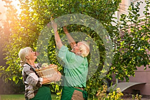 Couple with basket picking apples.