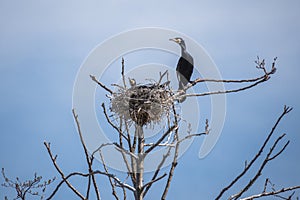 Couple of beautiful black cormorants nesting in a big nest
