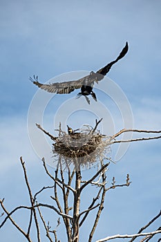 Couple of beautiful black cormorants nesting in a big nest